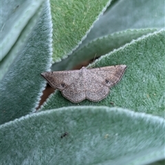 Taxeotis subvelaria (Neat Taxeotis) at Holder, ACT - 13 Nov 2024 by Miranda