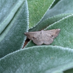 Taxeotis subvelaria at Holder, ACT - 13 Nov 2024