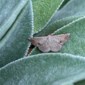 Taxeotis subvelaria at Holder, ACT - 13 Nov 2024