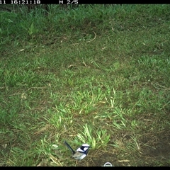 Malurus cyaneus (Superb Fairywren) at Tyndale, NSW - 11 Nov 2024 by Topwood