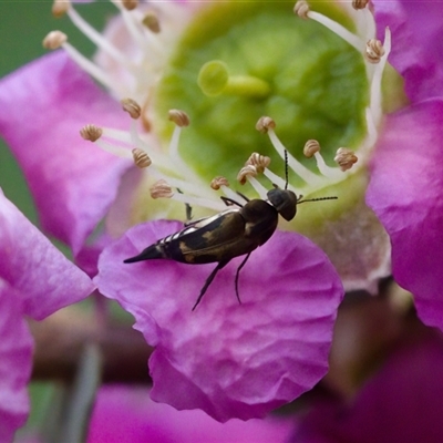 Mordella limbata (A pintail beetle) at Florey, ACT - 6 Nov 2024 by KorinneM