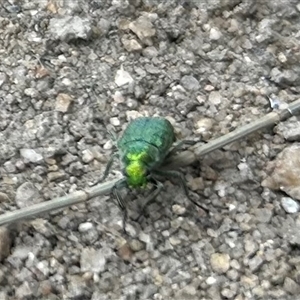 Diphucephala sp. (genus) at Strathnairn, ACT - 13 Nov 2024