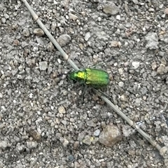 Diphucephala sp. (genus) at Strathnairn, ACT - 13 Nov 2024