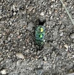 Diphucephala sp. (genus) at Strathnairn, ACT - 13 Nov 2024