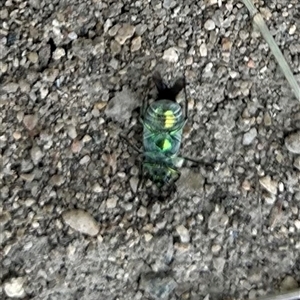 Diphucephala sp. (genus) at Strathnairn, ACT - 13 Nov 2024