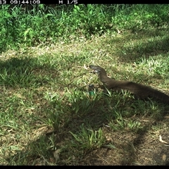 Varanus varius (Lace Monitor) at Tyndale, NSW - 12 Nov 2024 by Topwood