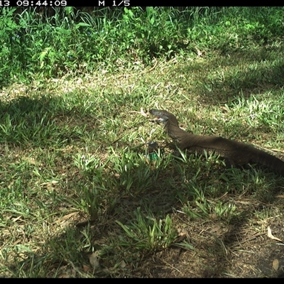 Varanus varius (Lace Monitor) at Tyndale, NSW - 13 Nov 2024 by Topwood
