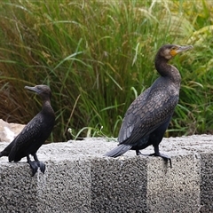 Phalacrocorax carbo (Great Cormorant) at Isabella Plains, ACT - 13 Nov 2024 by RodDeb