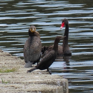 Phalacrocorax carbo at Isabella Plains, ACT - 13 Nov 2024 01:14 PM