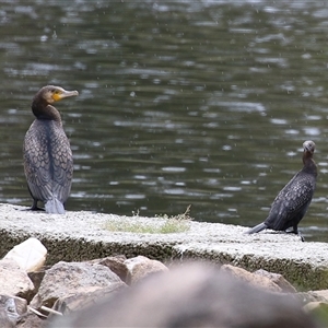 Phalacrocorax carbo at Isabella Plains, ACT - 13 Nov 2024 01:14 PM