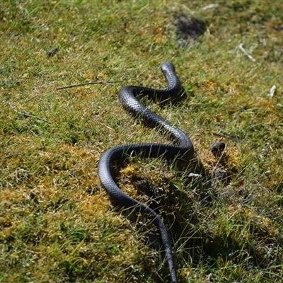 Unidentified Snake at Maria Island, TAS - 11 Nov 2024 by LyndalT