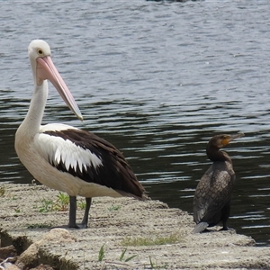 Pelecanus conspicillatus at Isabella Plains, ACT - 13 Nov 2024 01:12 PM