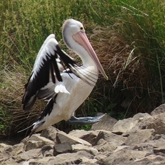 Pelecanus conspicillatus at Isabella Plains, ACT - 13 Nov 2024 01:12 PM