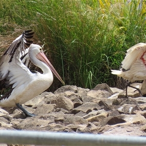 Pelecanus conspicillatus at Isabella Plains, ACT - 13 Nov 2024 01:12 PM