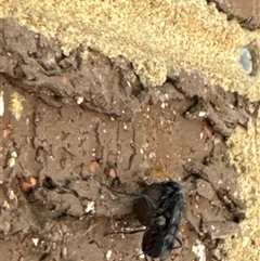 Fabriogenia sp. (genus) at Aranda, ACT - 13 Nov 2024 03:54 PM