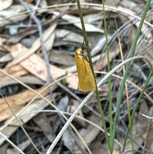 Parergophela melirrhoa at Aranda, ACT - 13 Nov 2024 05:17 PM