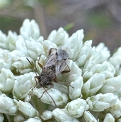 Nysius vinitor (Rutherglen bug) at Aranda, ACT - 13 Nov 2024 by Jubeyjubes