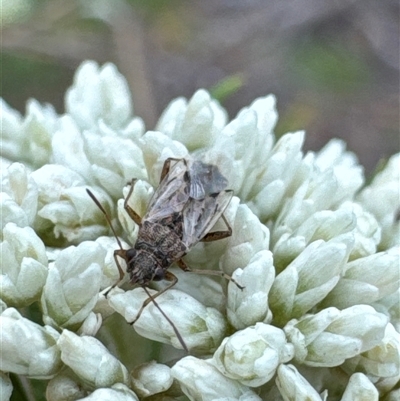 Nysius vinitor (Rutherglen bug) at Aranda, ACT - 13 Nov 2024 by Jubeyjubes