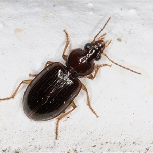 Notagonum submetallicum at Melba, ACT - 12 Nov 2024 09:40 PM