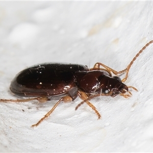 Notagonum submetallicum at Melba, ACT - 12 Nov 2024 09:40 PM