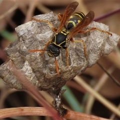 Polistes (Polistes) chinensis (Asian paper wasp) at Barton, ACT - 11 Nov 2024 by AndyRoo