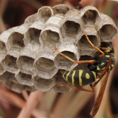 Polistes (Polistes) chinensis at Barton, ACT - 11 Nov 2024 04:26 PM