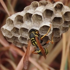 Polistes (Polistes) chinensis at Barton, ACT - 11 Nov 2024 04:26 PM