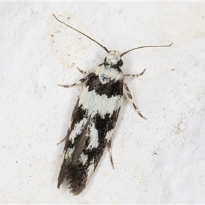 Macrobathra (genus) at Melba, ACT - 12 Nov 2024