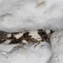 Macrobathra (genus) at Melba, ACT - 12 Nov 2024 09:45 PM