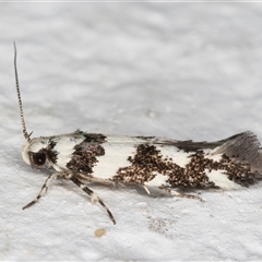 Macrobathra (genus) at Melba, ACT - 12 Nov 2024 09:45 PM