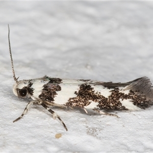 Macrobathra (genus) at Melba, ACT - 12 Nov 2024