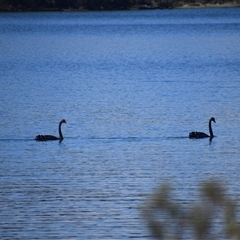 Cygnus atratus (Black Swan) at Bronte Park, TAS - 10 Nov 2024 by LyndalT