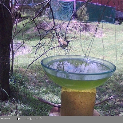 Lichmera indistincta (Brown Honeyeater) at Shark Creek, NSW - 13 Nov 2024 by Topwood