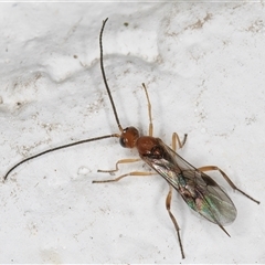 Braconidae (family) (Unidentified braconid wasp) at Melba, ACT - 12 Nov 2024 by kasiaaus