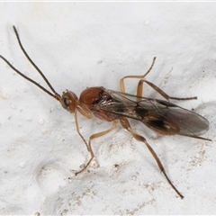 Braconidae (family) at Melba, ACT - 12 Nov 2024 09:45 PM