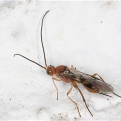 Braconidae (family) at Melba, ACT - 12 Nov 2024