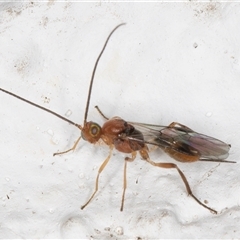 Braconidae (family) at Melba, ACT - 12 Nov 2024