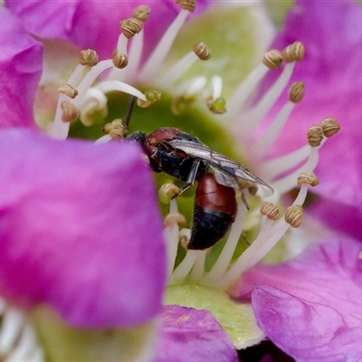 Hylaeus (Rhodohylaeus) proximus (Hylaeine colletid bee) at Florey, ACT by KorinneM