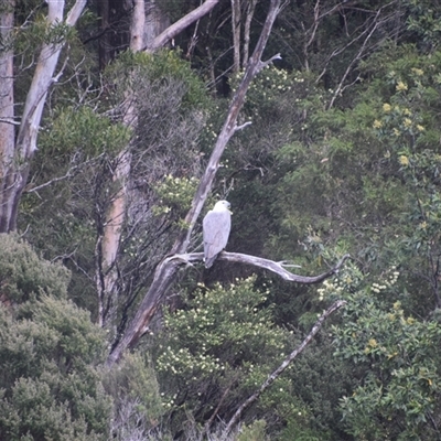 Haliaeetus leucogaster (White-bellied Sea-Eagle) at Corinna, TAS - 8 Nov 2024 by LyndalT