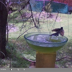 Rhipidura leucophrys (Willie Wagtail) at Shark Creek, NSW - 13 Nov 2024 by Topwood