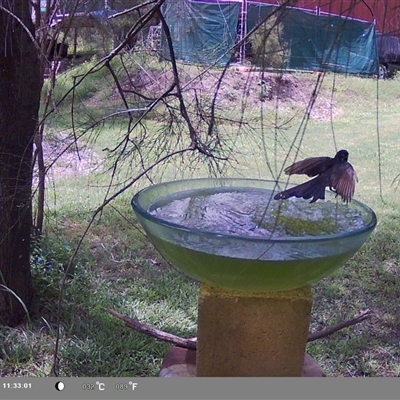 Rhipidura leucophrys (Willie Wagtail) at Shark Creek, NSW - 13 Nov 2024 by Topwood