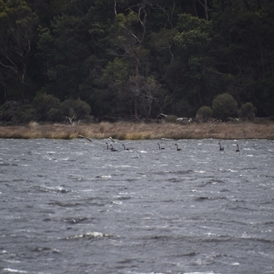 Cygnus atratus (Black Swan) at West Coast, TAS - 8 Nov 2024 by LyndalT