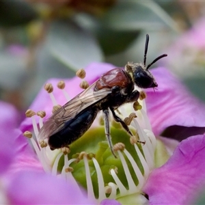 Euryglossa ephippiata at Florey, ACT - 6 Nov 2024