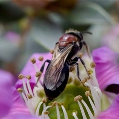 Euryglossa ephippiata at Florey, ACT - 6 Nov 2024