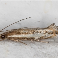 Erechthias acontistes (A Clothes moth (Tineidae)) at Melba, ACT - 12 Nov 2024 by kasiaaus