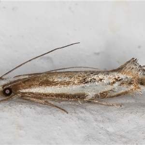 Erechthias acontistes at Melba, ACT - 12 Nov 2024 09:53 PM