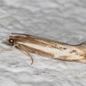 Erechthias acontistes at Melba, ACT - 12 Nov 2024 09:53 PM