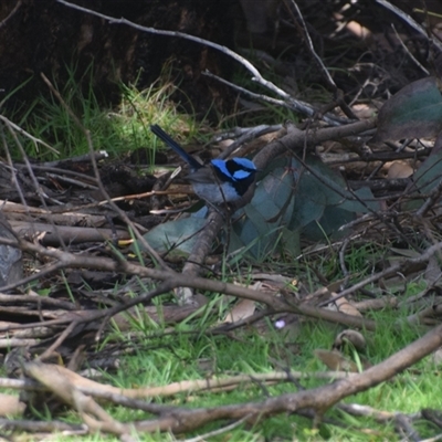 Malurus cyaneus (Superb Fairywren) at Corinna, TAS - 8 Nov 2024 by LyndalT