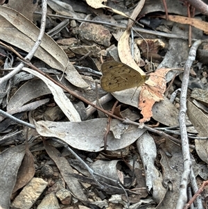 Heteronympha merope at Aranda, ACT - 13 Nov 2024 05:14 PM