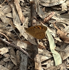 Heteronympha merope at Aranda, ACT - 13 Nov 2024 05:14 PM